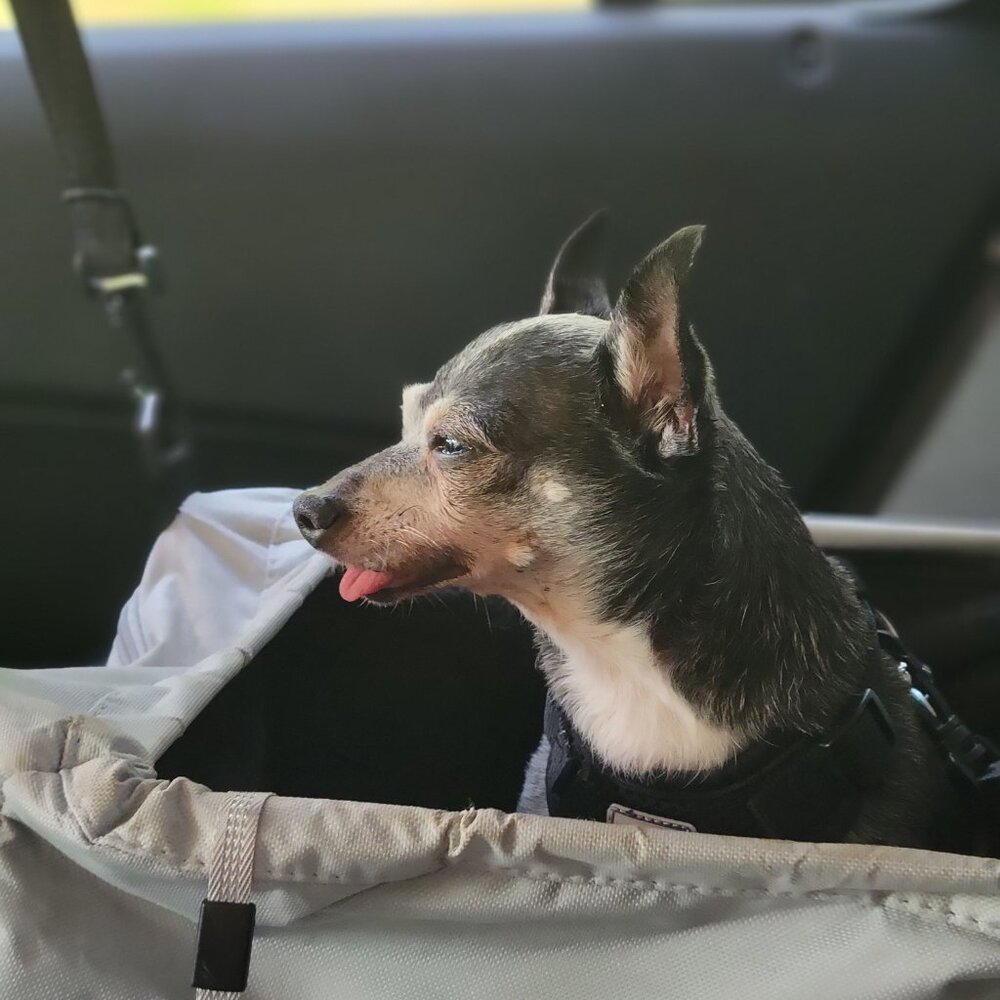 The Pepe' Animal Foundation !!!!! - Picture 5 of 12